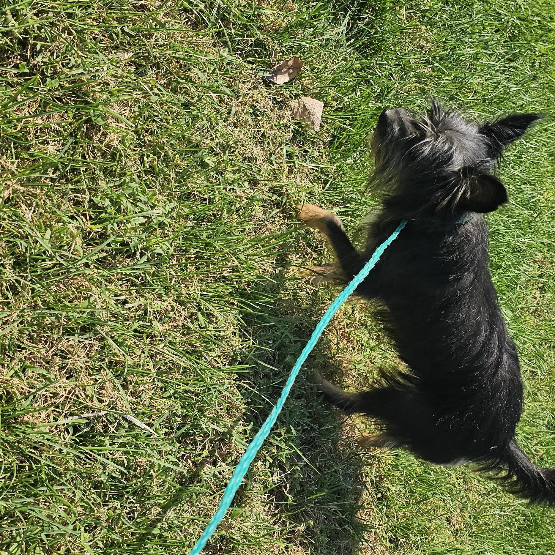 Enlarge Toto, a Adoptable mixed breed in Columbia, MO image 3/5