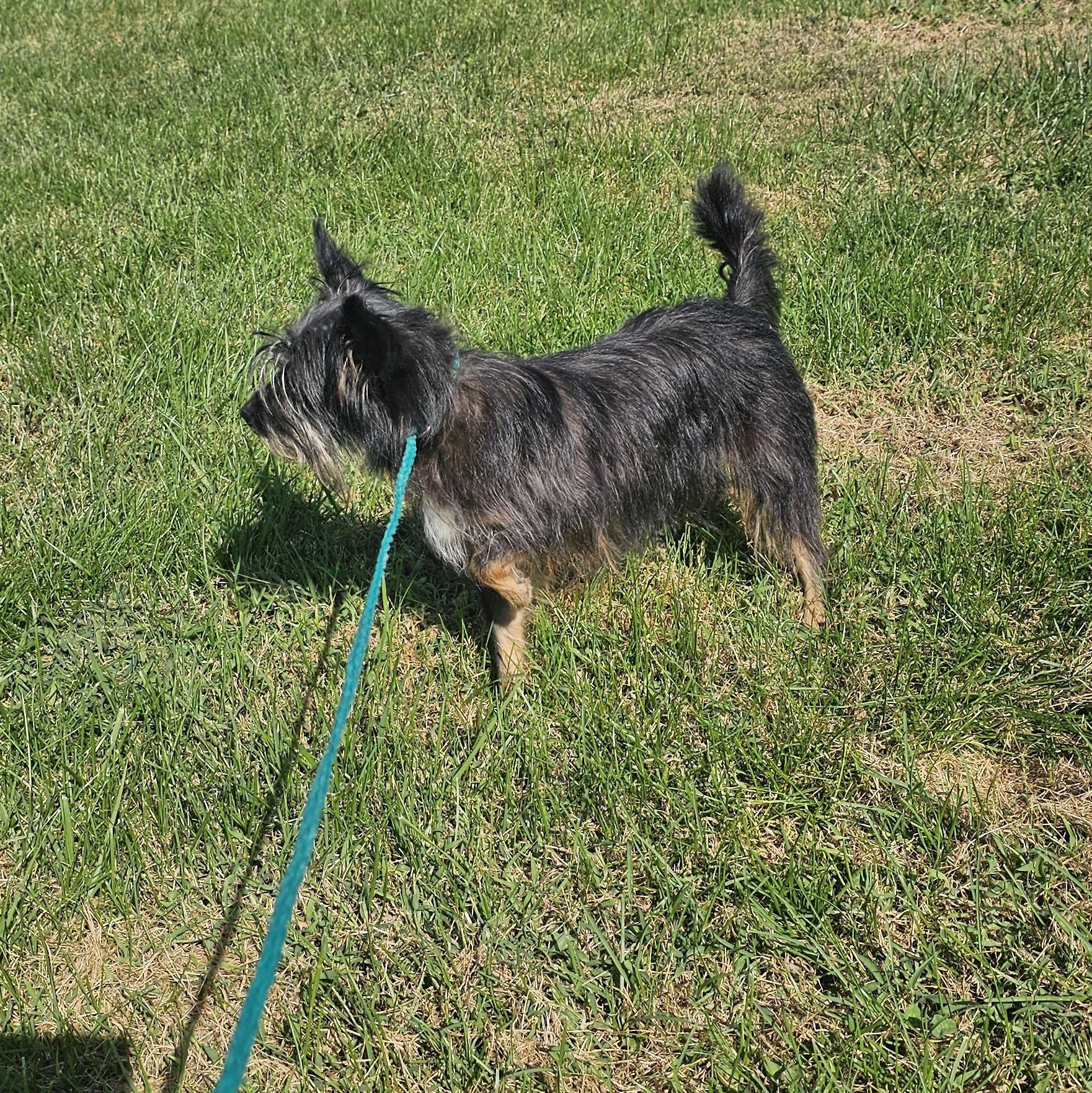Toto, Adoptable, Young Female Cairn Terrier & Patterdale Terrier / Fell Terrier.