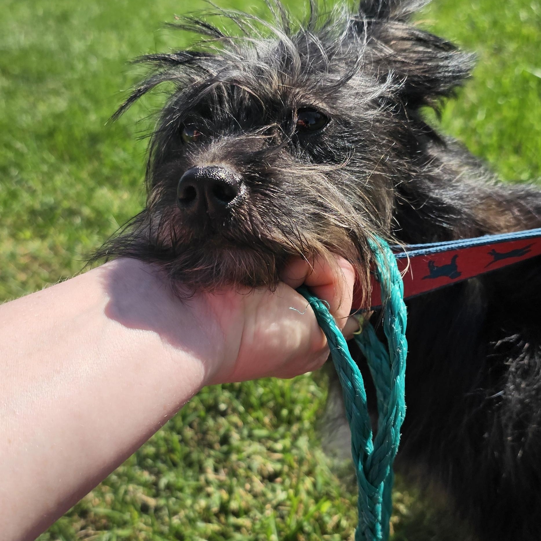 Enlarge Toto, a Adoptable mixed breed in Columbia, MO image 2/5