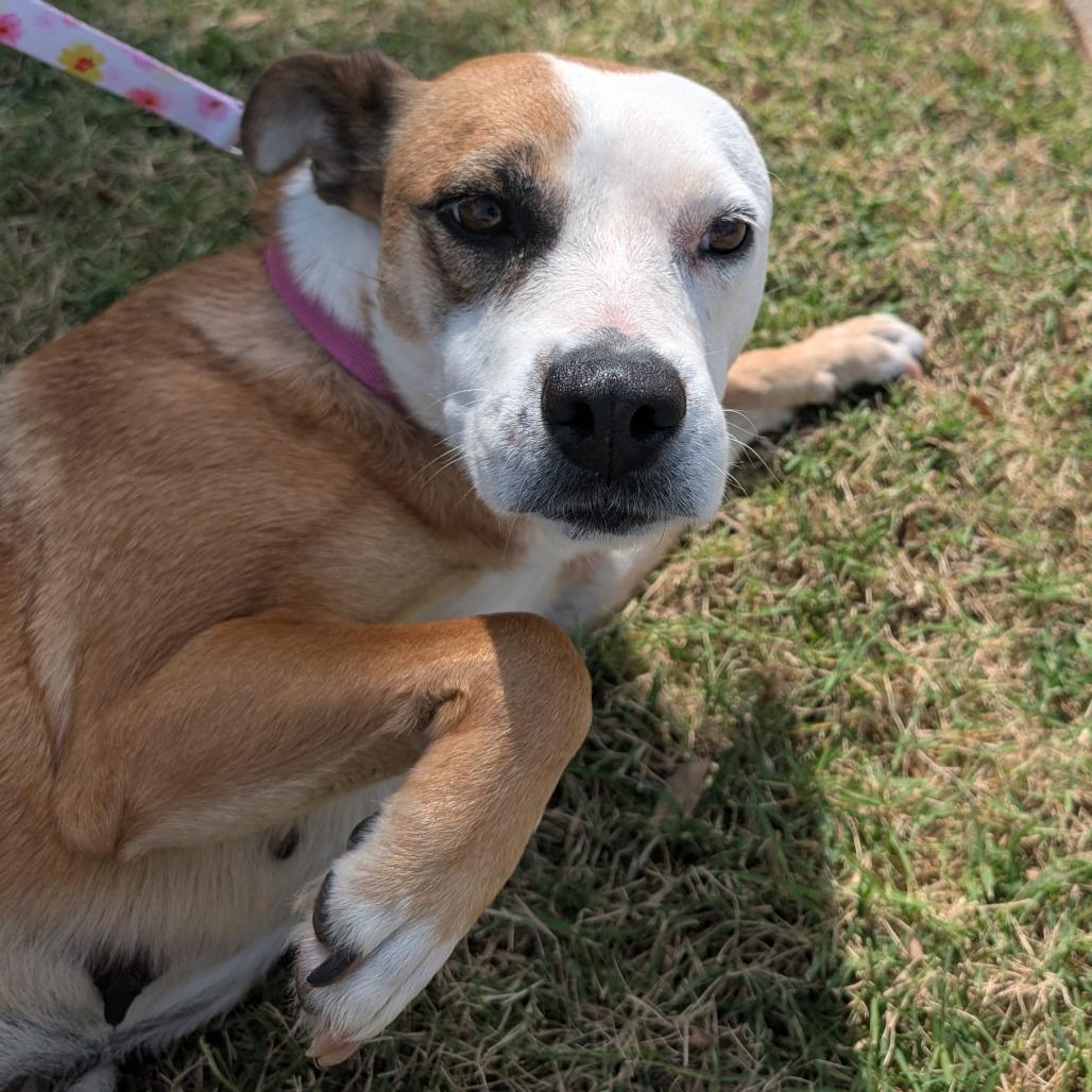 Enlarge Oakley C-34401, a Adoptable mixed breed in Merritt Island, FL image 1/1