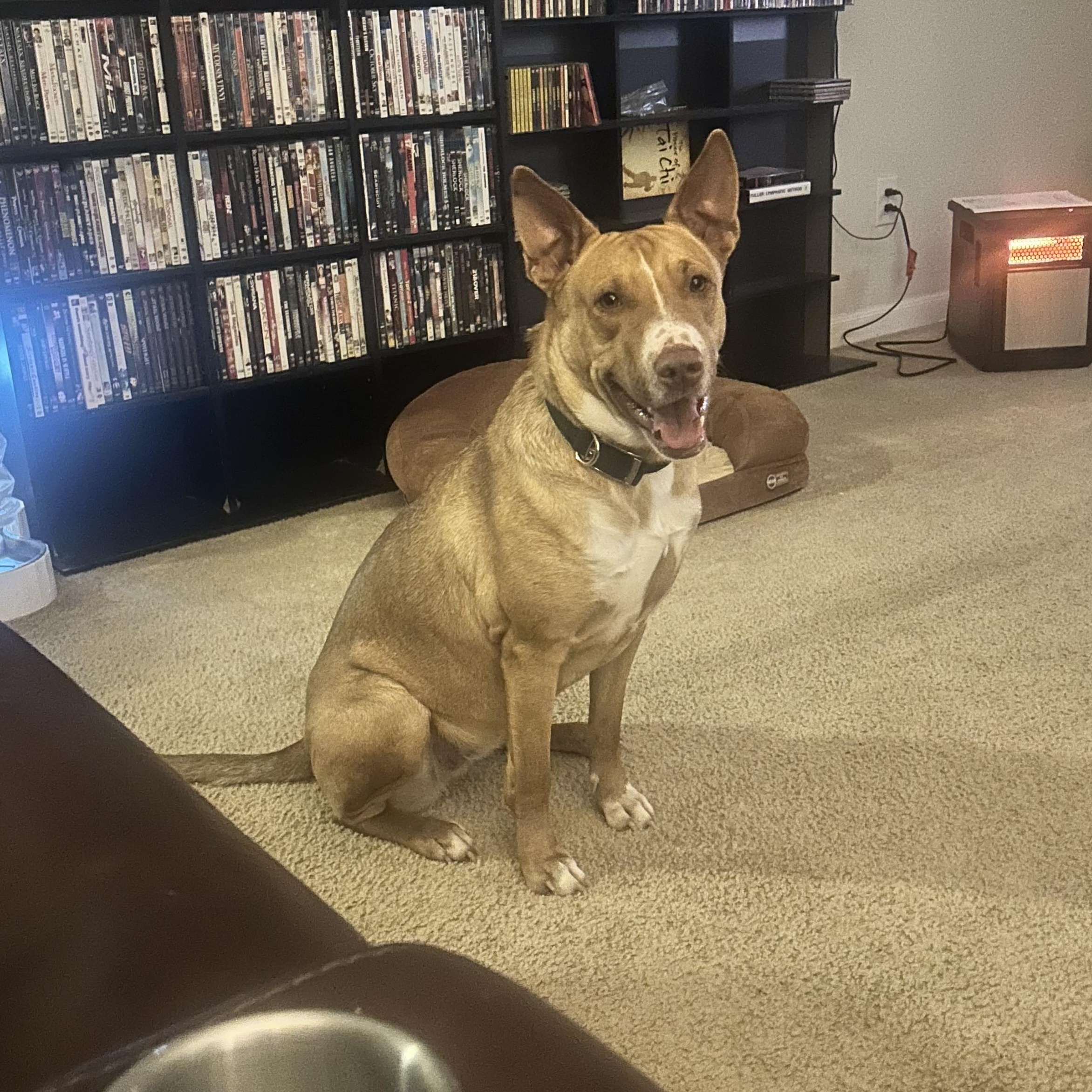 Enlarge Ripley, a Adoptable Mixed Breed in Houston, TX image 2/6