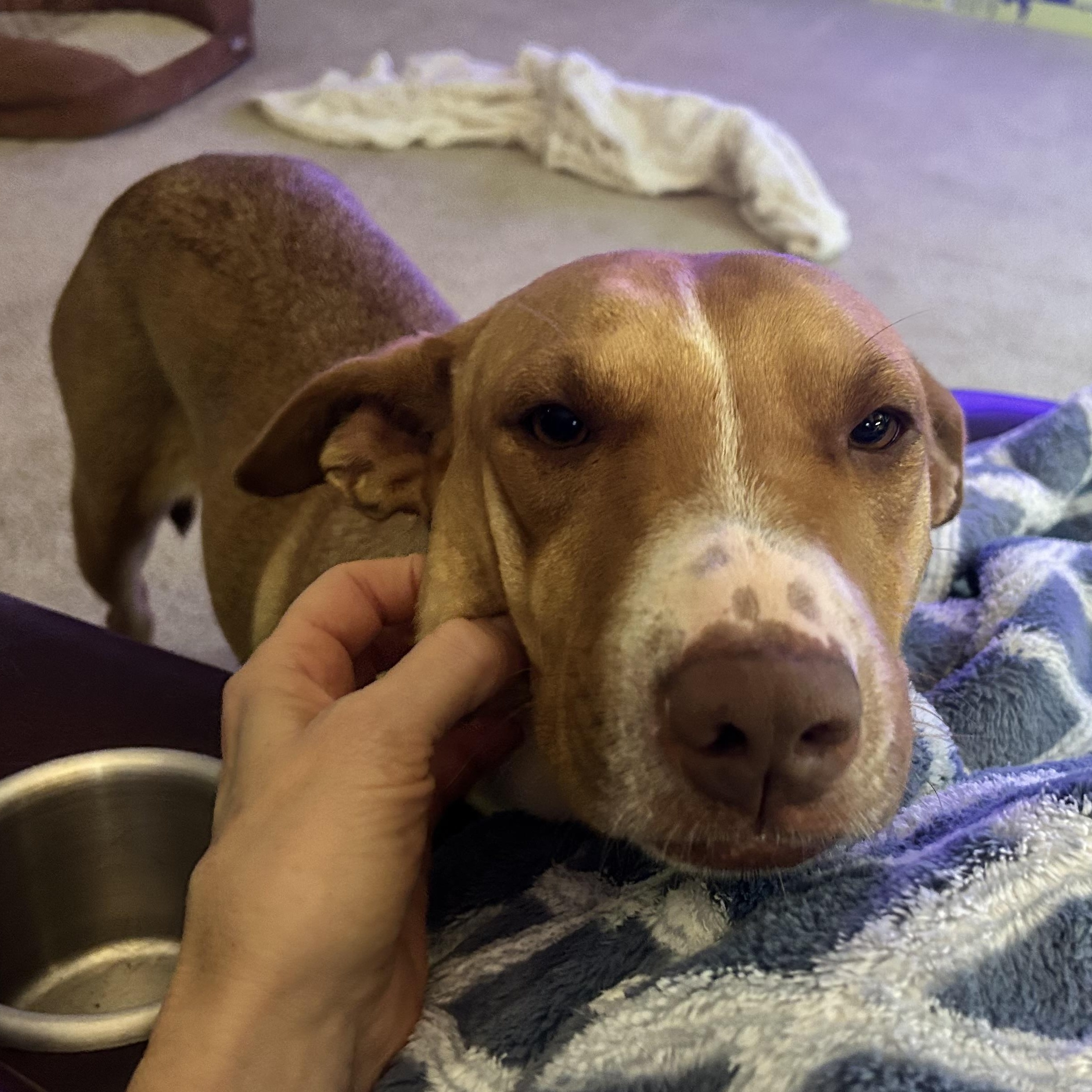 Enlarge Ripley, a Adoptable Mixed Breed in Houston, TX image 3/6