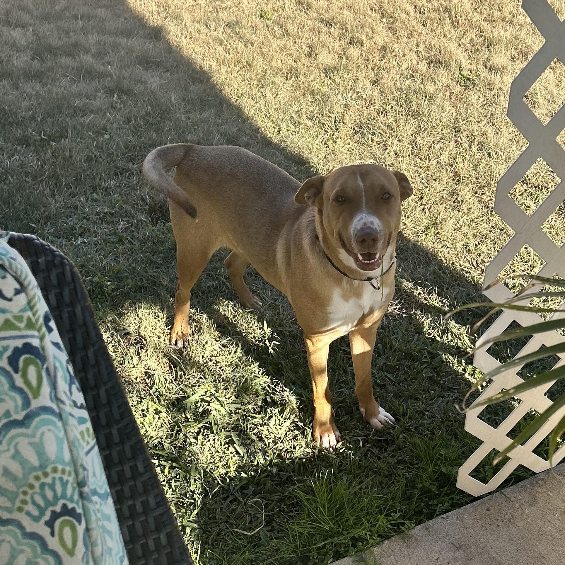 Enlarge Ripley, a Adoptable Mixed Breed in Houston, TX image 4/6