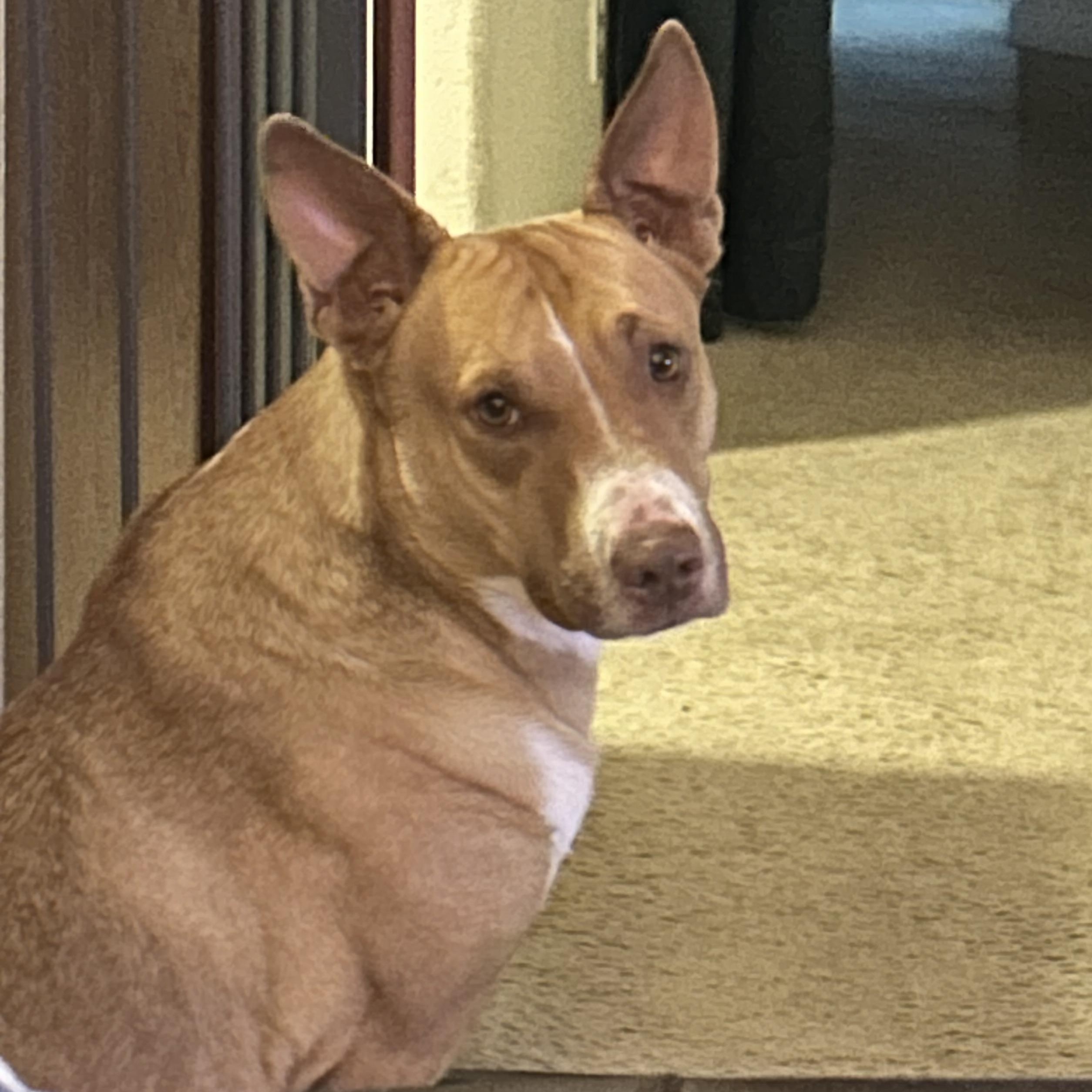 Enlarge Ripley, a Adoptable Mixed Breed in Houston, TX image 1/6