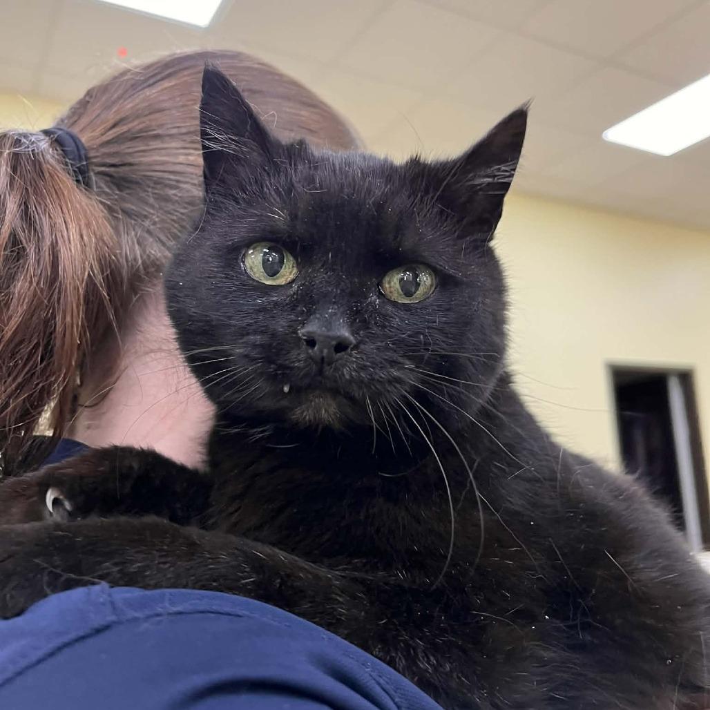 Milena, Adoptable, Senior Female Domestic Short Hair.
