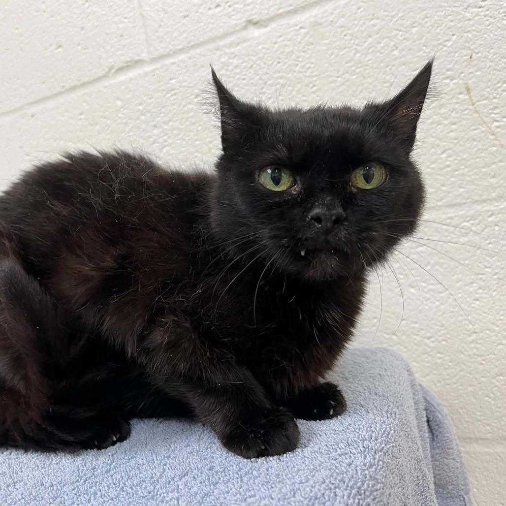 Enlarge Milena, a Adoptable Domestic Short Hair in Verona, VA image 2/2