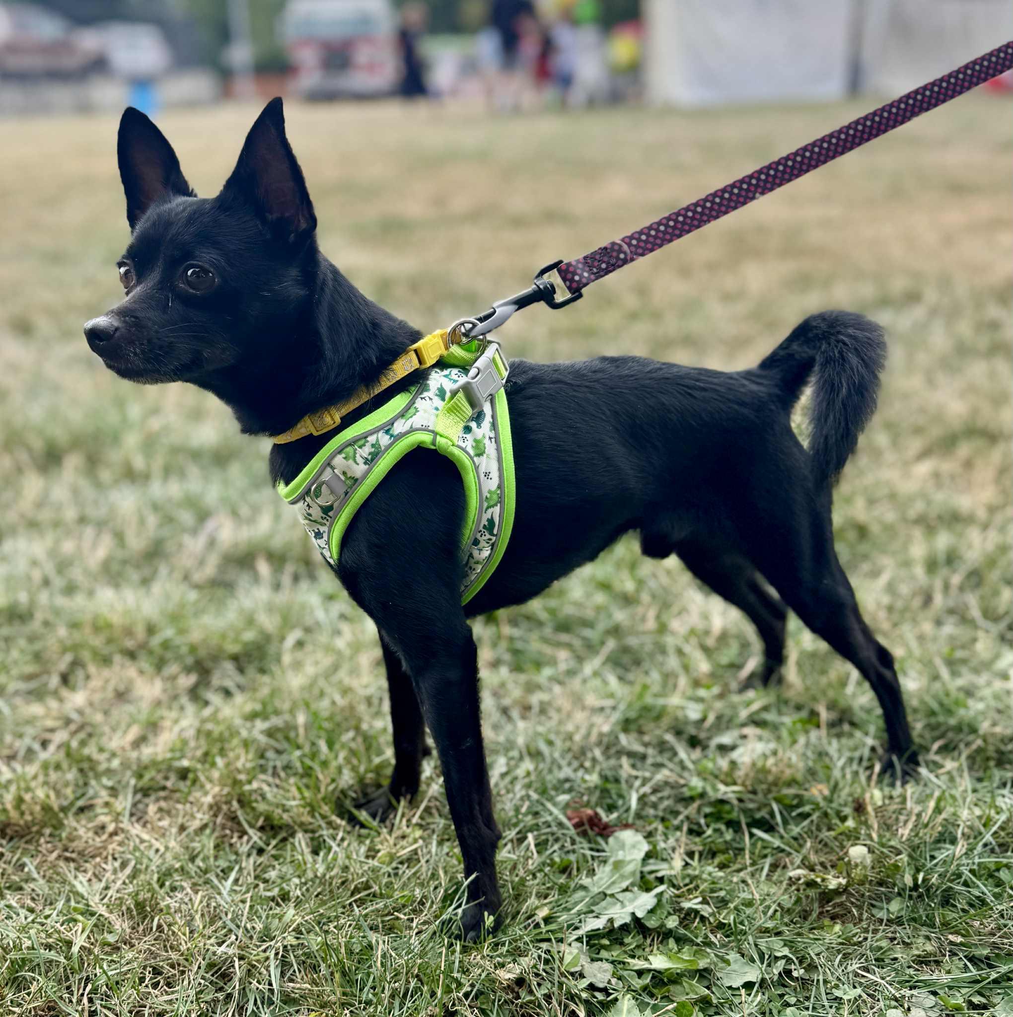 Enlarge Harley, a Adoptable Chihuahua in Covington, WA image 2/6