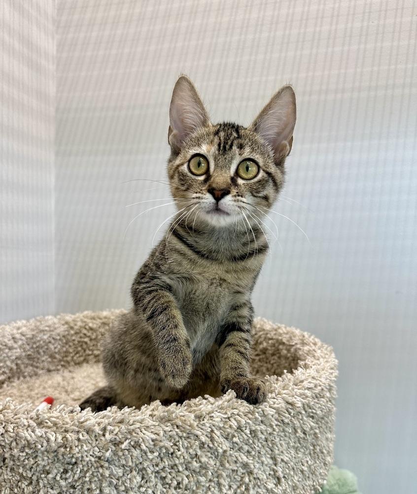 Marvelous Mulberry, Adoptable, Kitten Female Domestic Short Hair.