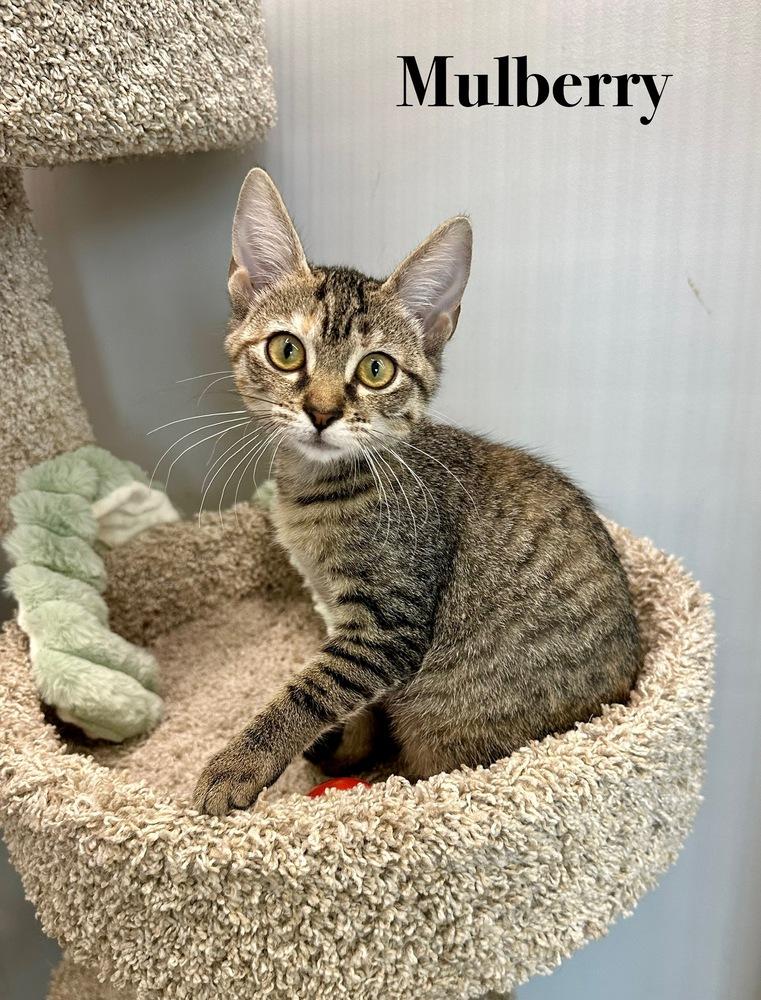 Marvelous Mulberry, a Adoptable Domestic Short Hair in Wellington, FL image 2/3