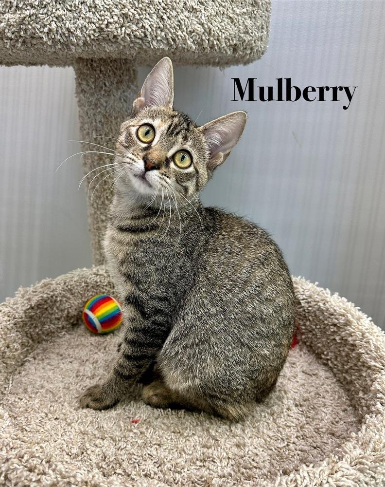 Marvelous Mulberry — thumbnail 3