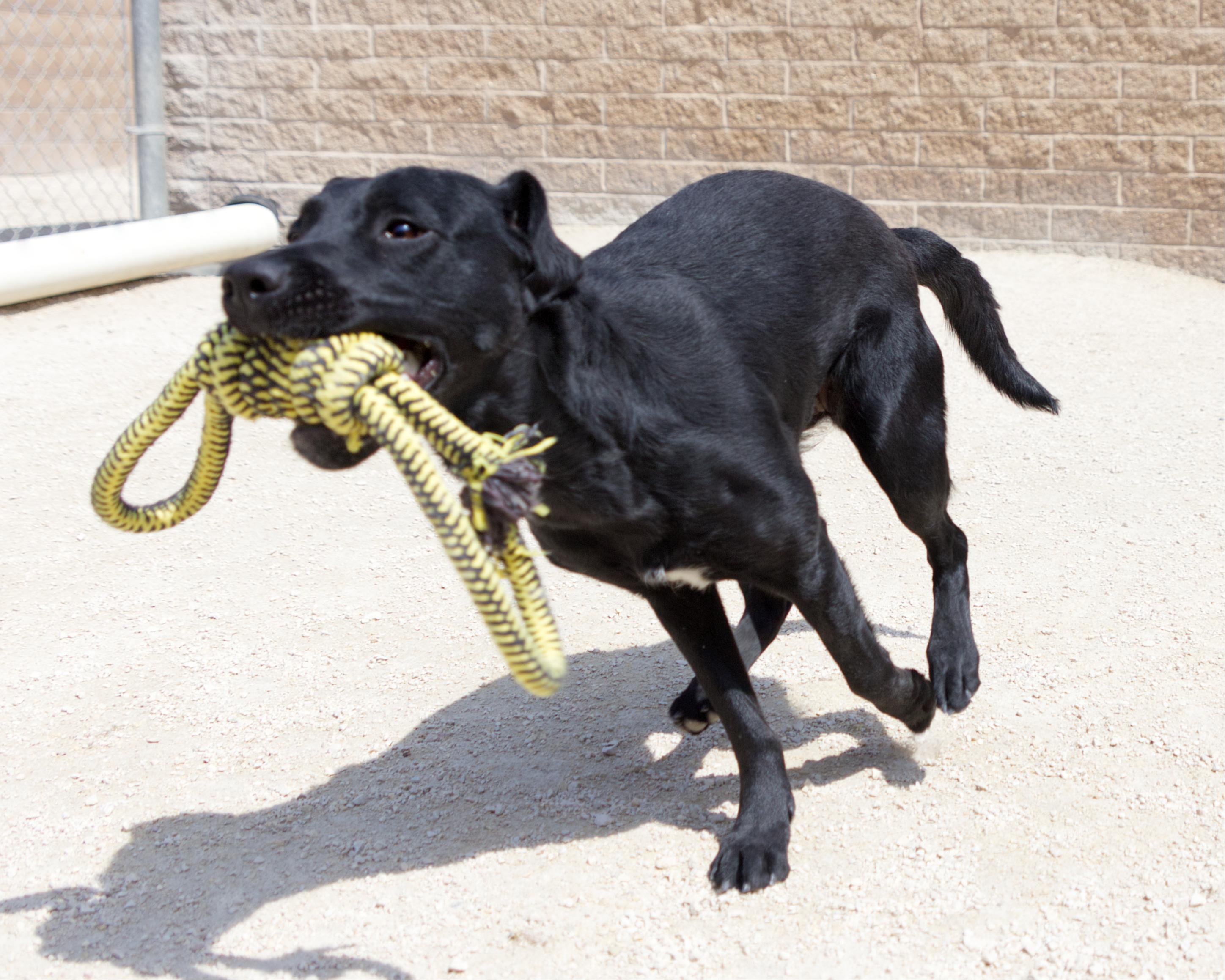 Enlarge Rochelle, an adoptable mixed breed in Winnipeg, MB image 2/3