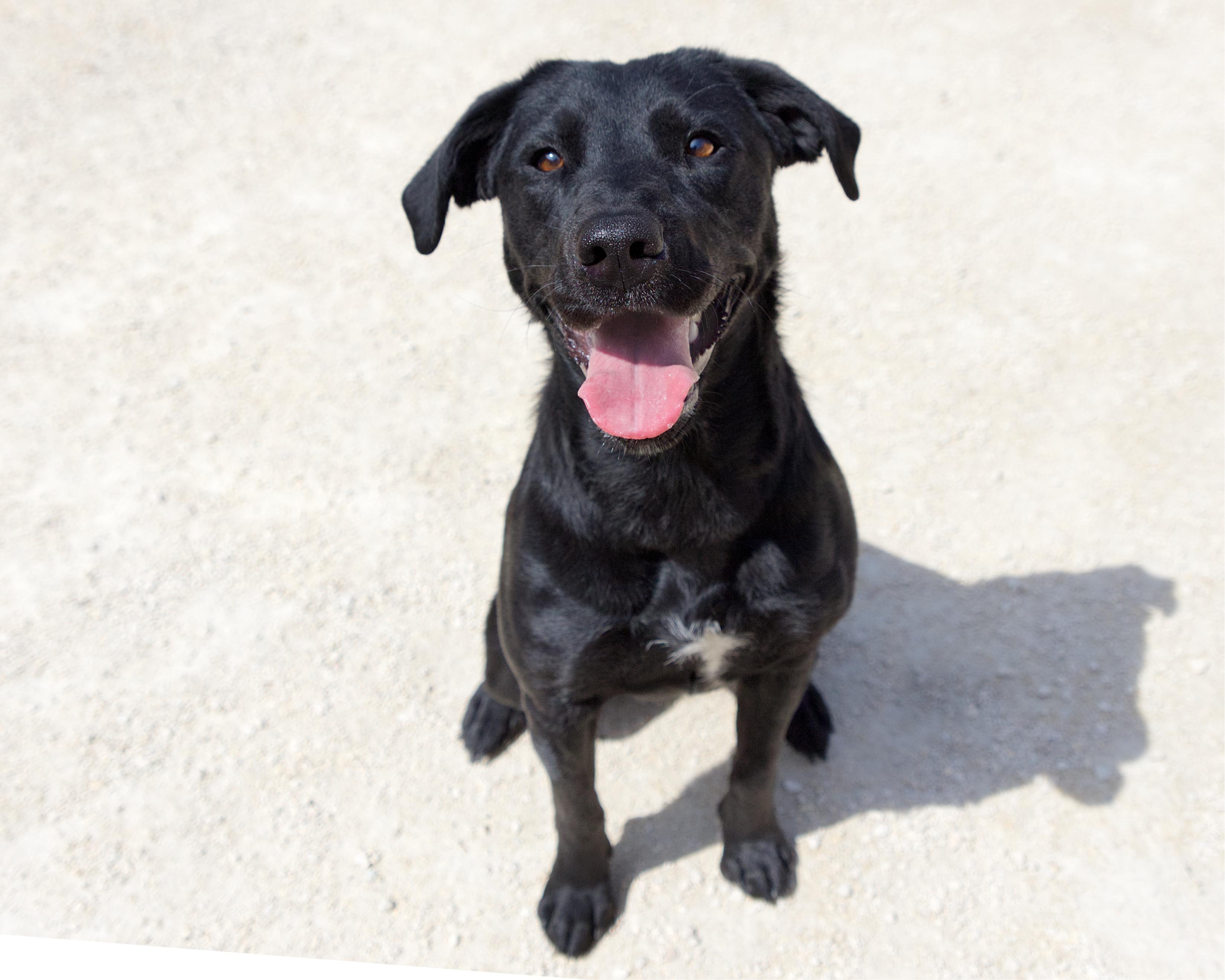 Enlarge Rochelle, an adoptable mixed breed in Winnipeg, MB image 3/3