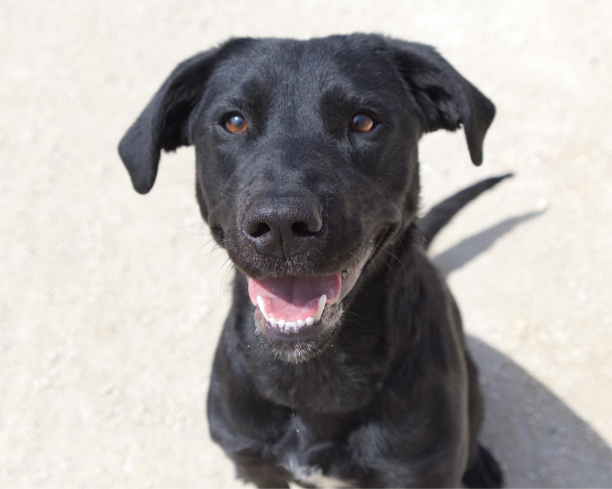 Enlarge Rochelle, an adoptable mixed breed in Winnipeg, MB image 1/3