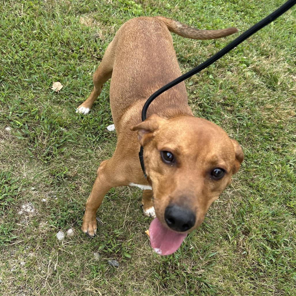 River, Adoptable, Young Male Black Mouth Cur & Beagle.