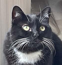Enlarge Whiskers, a Adoptable Domestic Short Hair in Tiburon, CA image 1/1