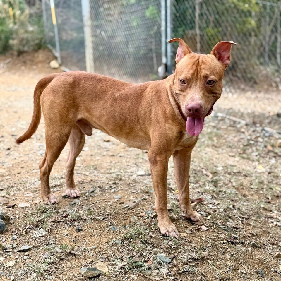 Chico, Adoptable, Adult Male Mountain Cur & Mixed Breed.