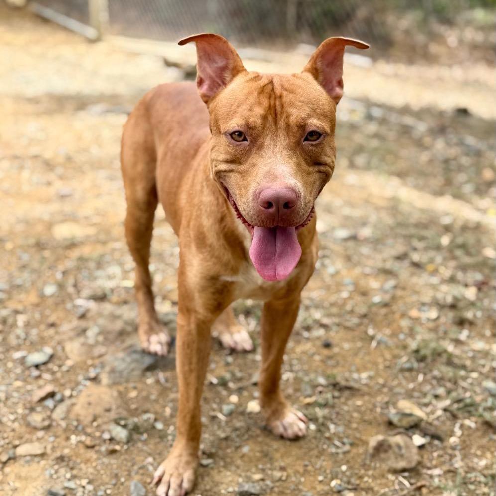 Enlarge Chico, a Adoptable mixed breed in Northbrook, IL image 2/6