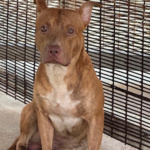 Enlarge Chico, a Adoptable mixed breed in Northbrook, IL image 3/6