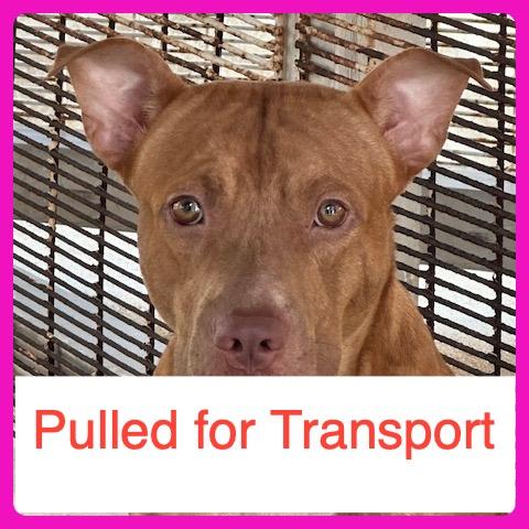Enlarge Chico, a Adoptable mixed breed in Northbrook, IL image 4/6
