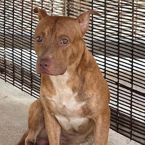 Enlarge Chico, a Adoptable mixed breed in Northbrook, IL image 5/6