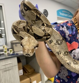 Enlarge Bucatini #2247, a Adoptable Boa in Vista, CA image 1/2