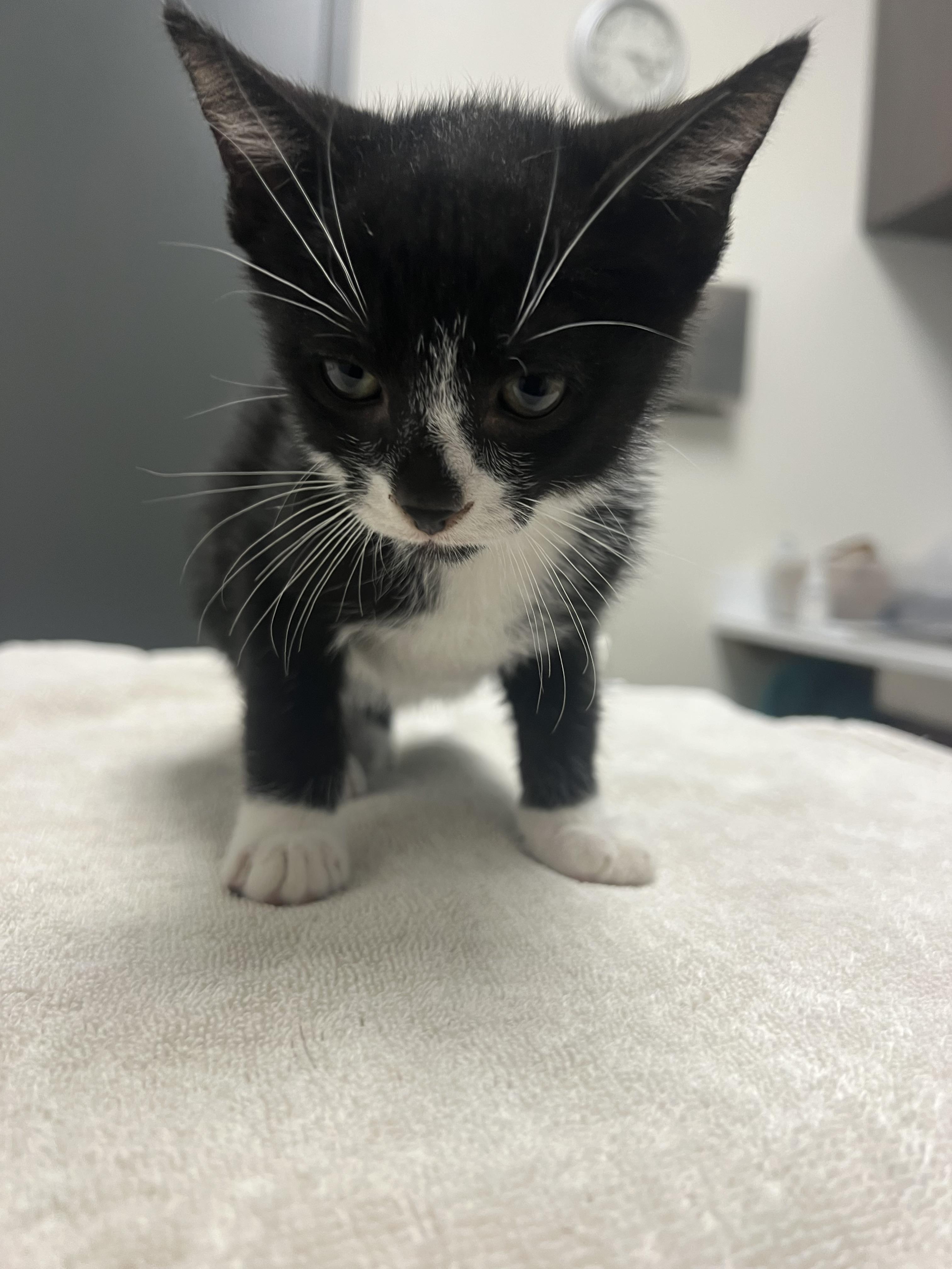 Nugget, Adoptable, Kitten Male Domestic Short Hair.