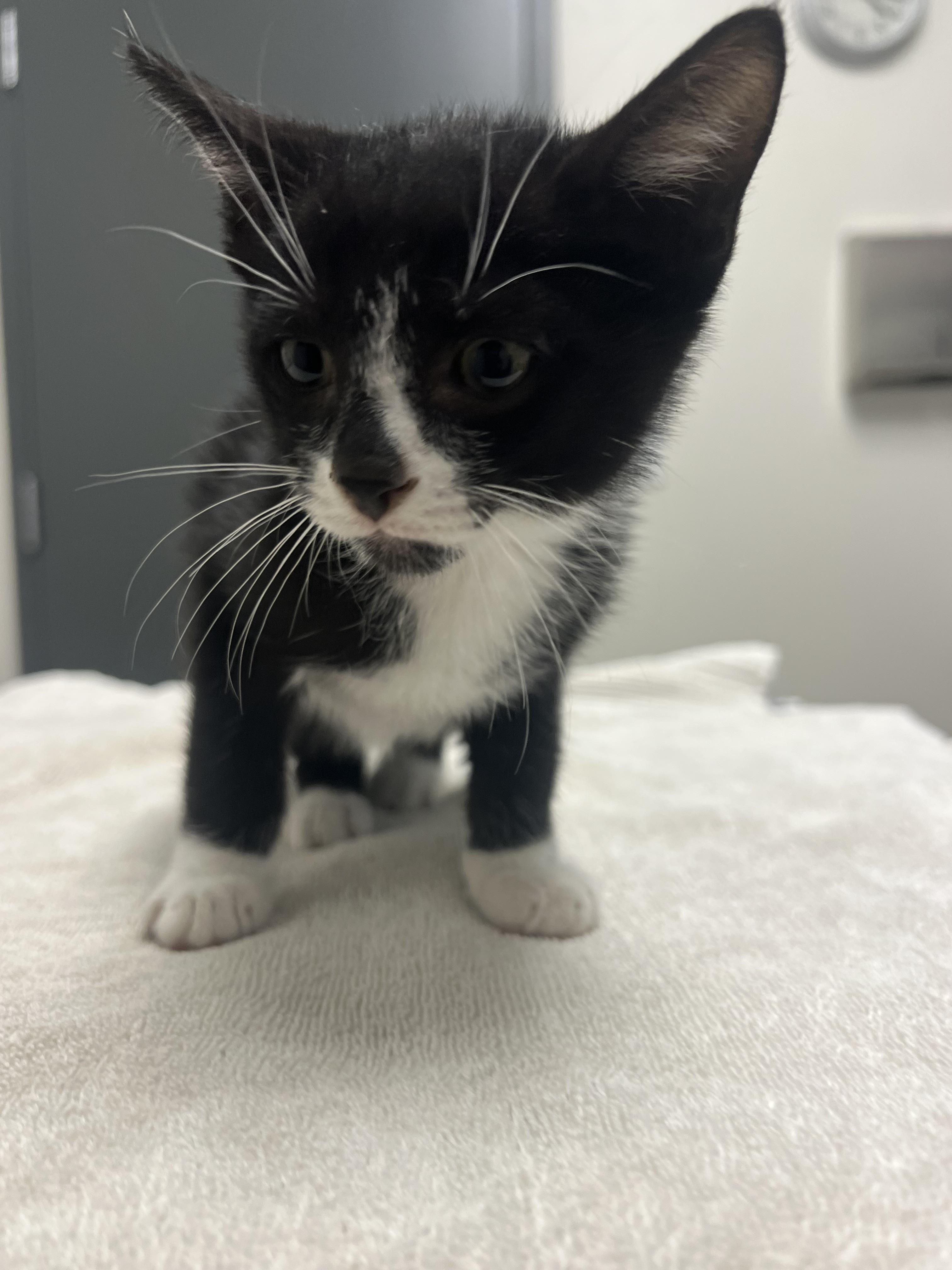 Enlarge Nugget, a Adoptable mixed breed in Chico, CA image 2/2