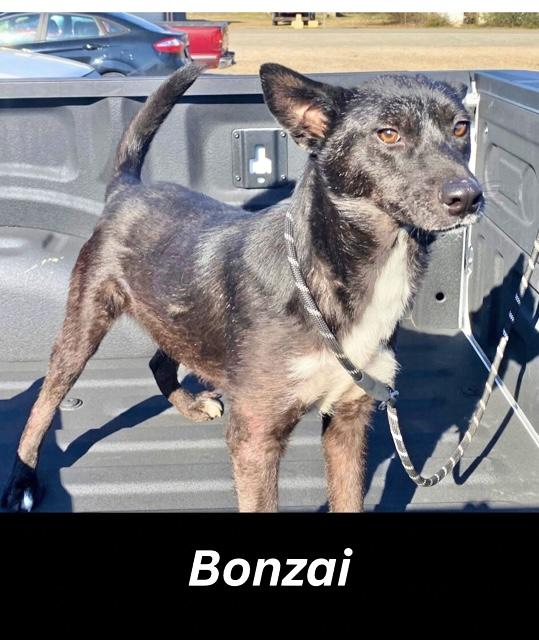 Enlarge Bonzai, a Adoptable Mixed Breed in Manchester, CT image 1/1