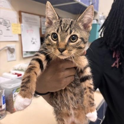 Sepia, adopted, Kitten Male Tabby.