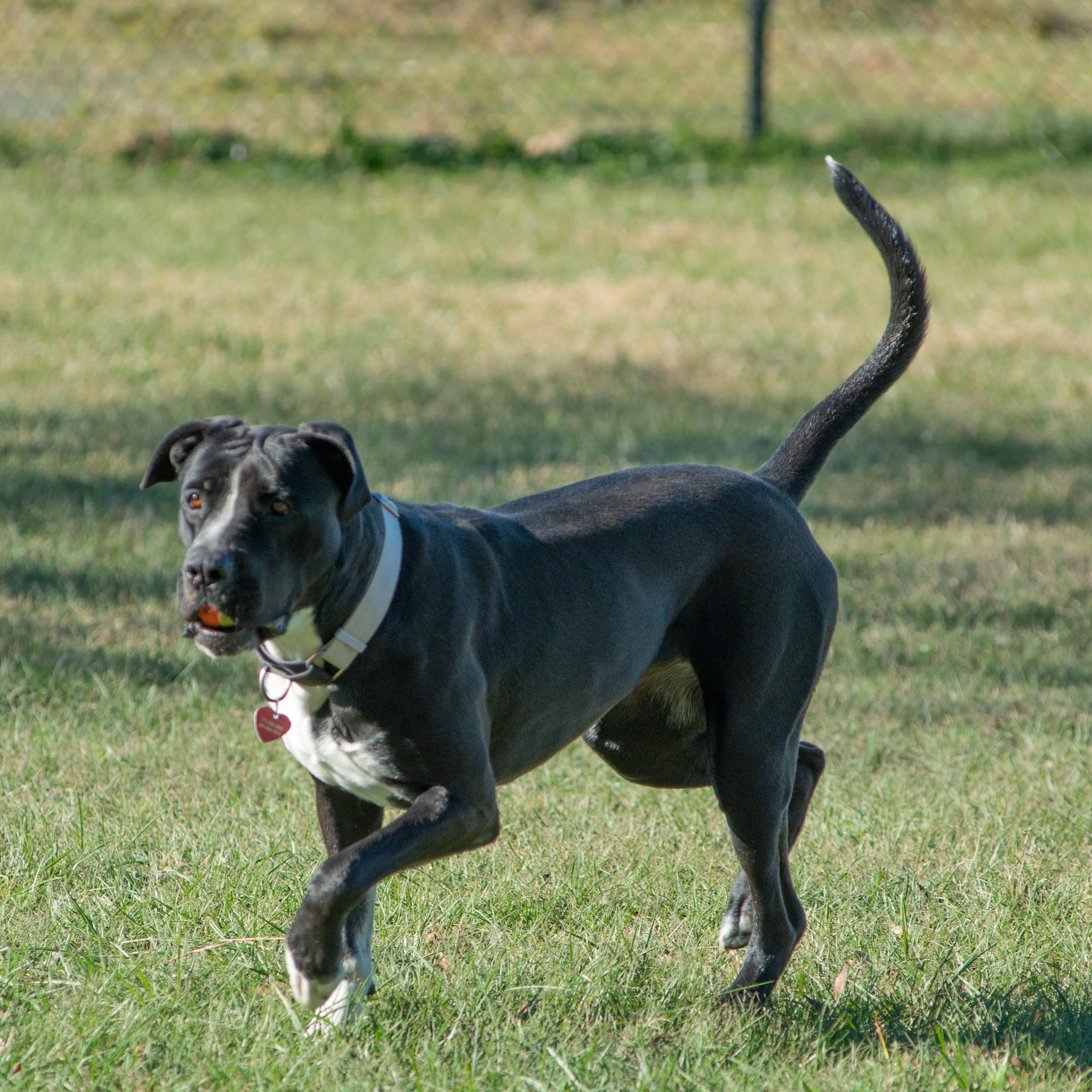 Enlarge Rosie Beth, a Adoptable mixed breed in Richmond, TX image 6/6