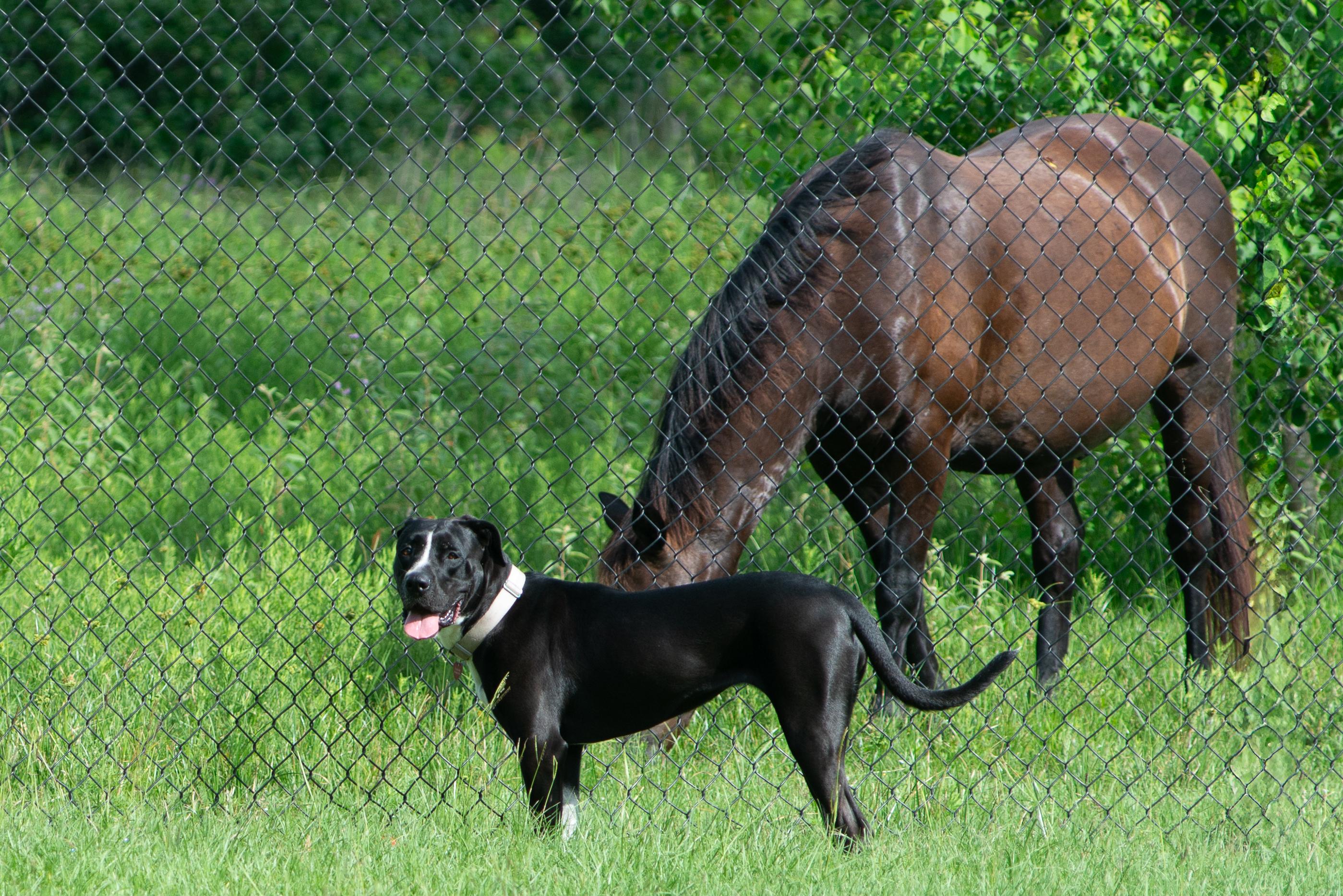 Enlarge Rosie Beth, a Adoptable mixed breed in Richmond, TX image 4/6