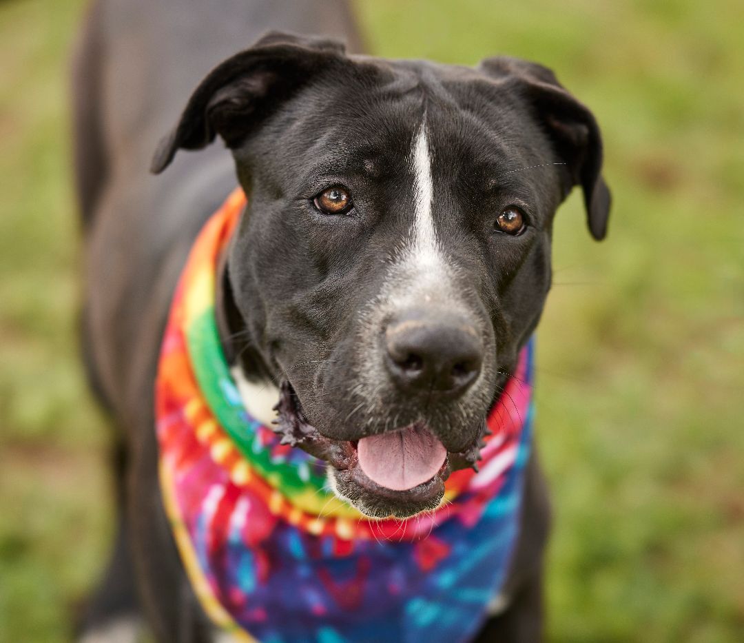 Rosie Beth, Adult Female Great Dane