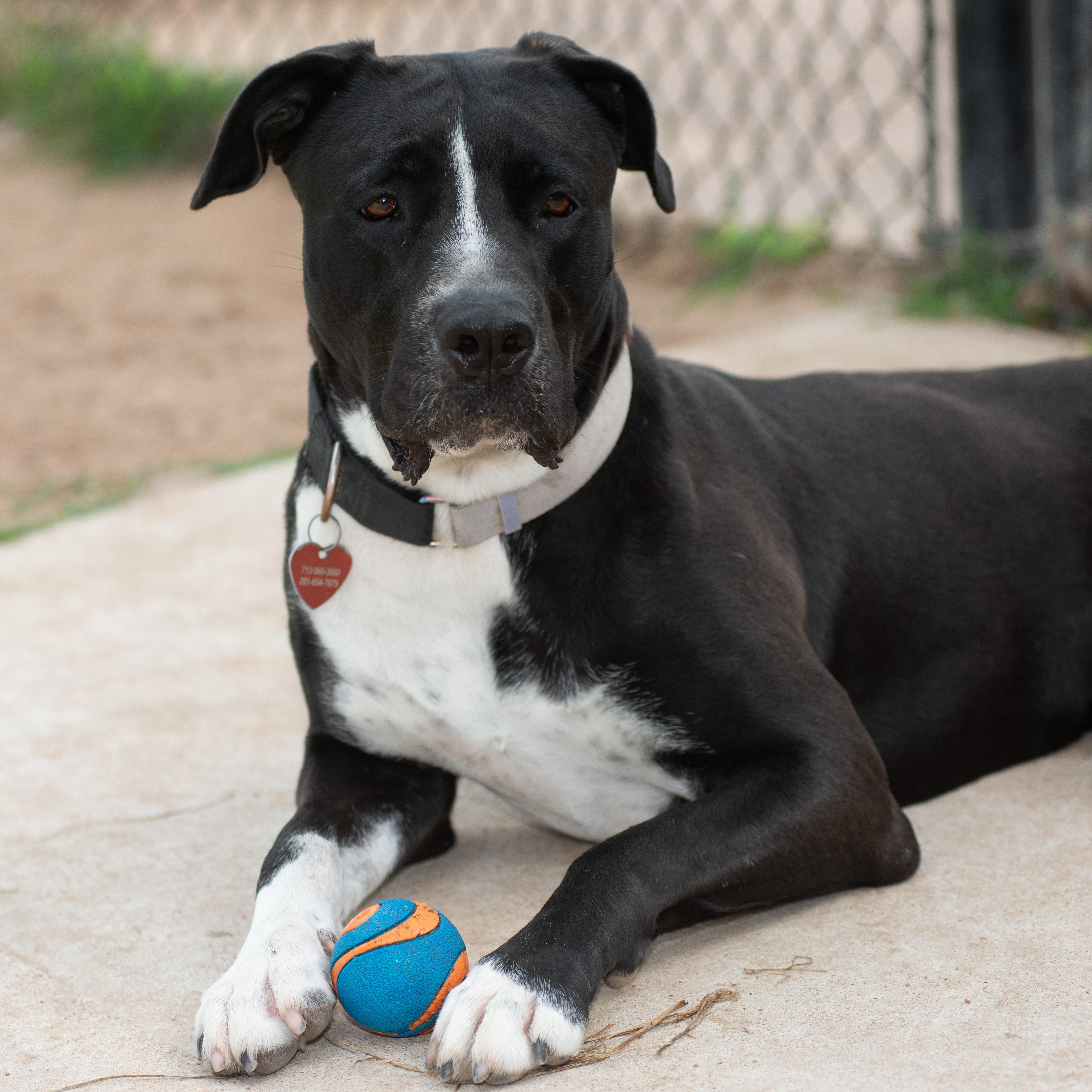 Enlarge Rosie Beth, a Adoptable mixed breed in Richmond, TX image 5/6