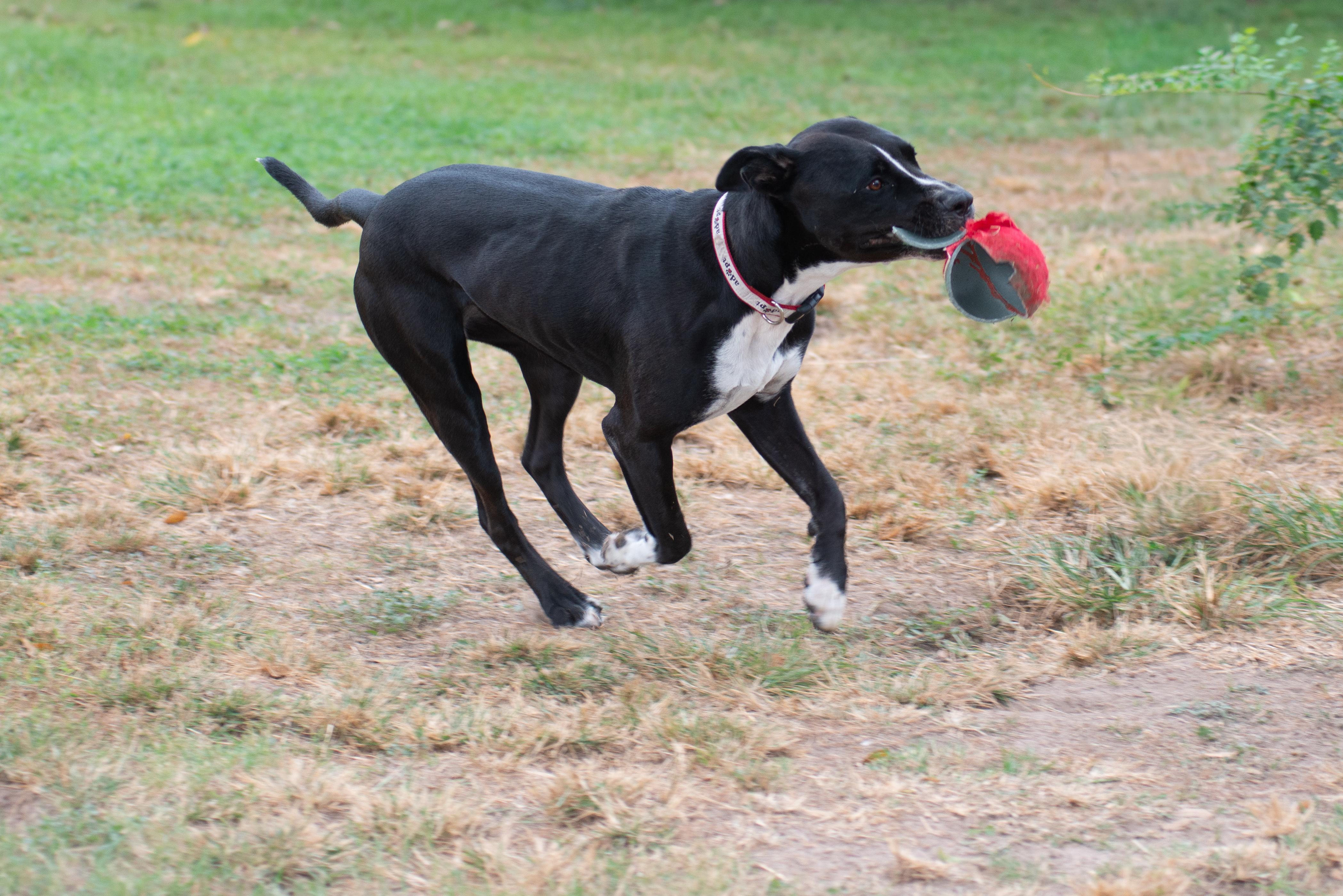 Enlarge Rosie Beth, a Adoptable mixed breed in Richmond, TX image 2/6