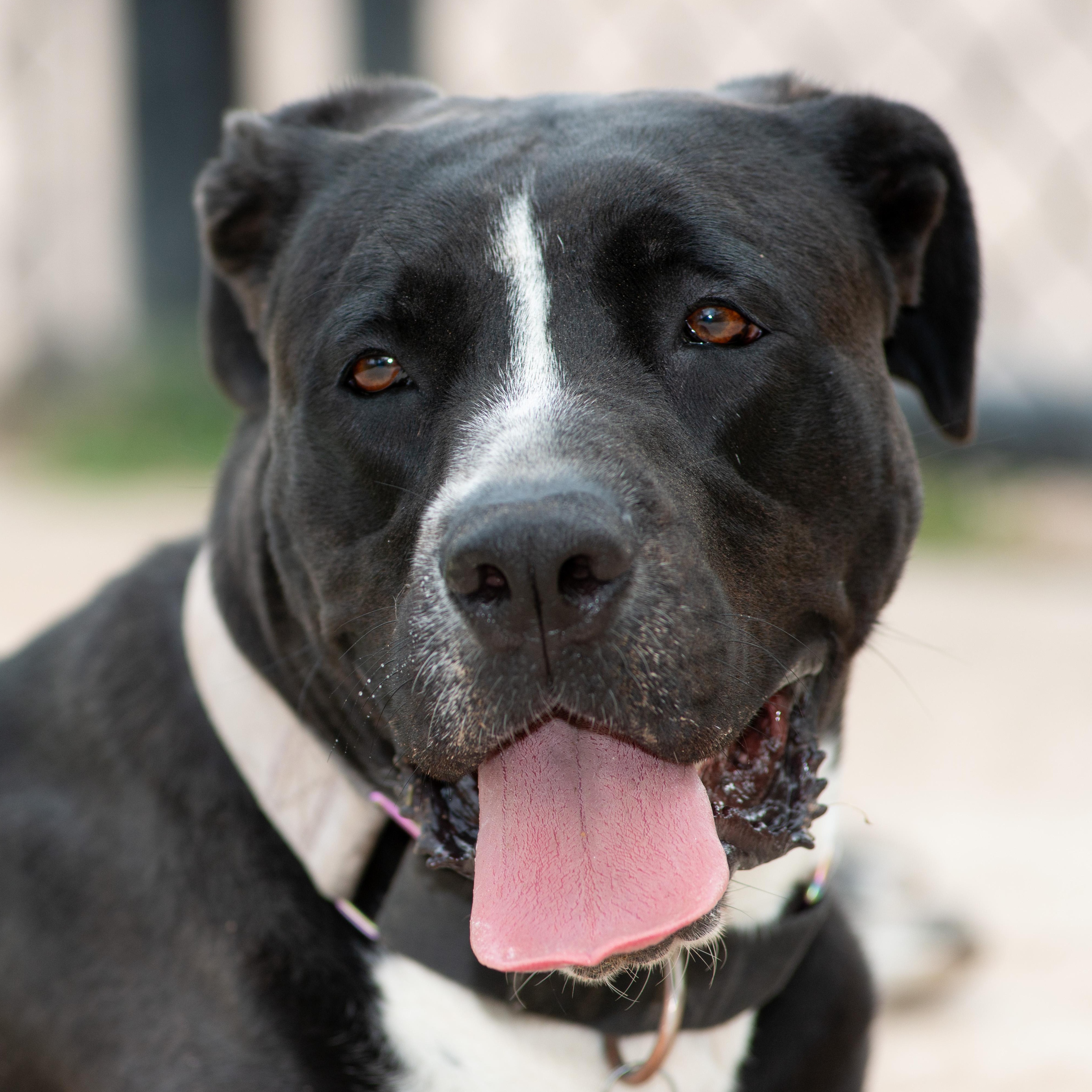 Enlarge Rosie Beth, a Adoptable mixed breed in Richmond, TX image 1/6