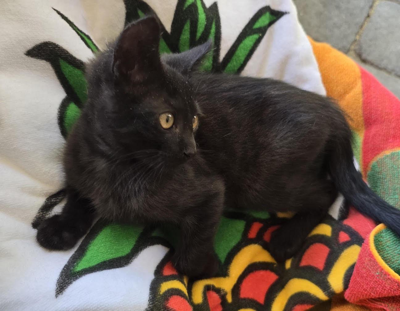 ZZ   Ginger, Adoptable, Kitten Female Domestic Short Hair.