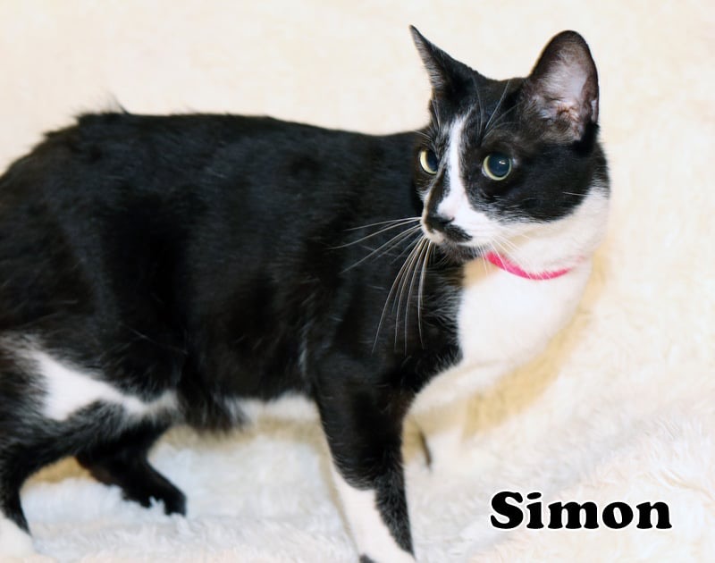 Simon photo 3