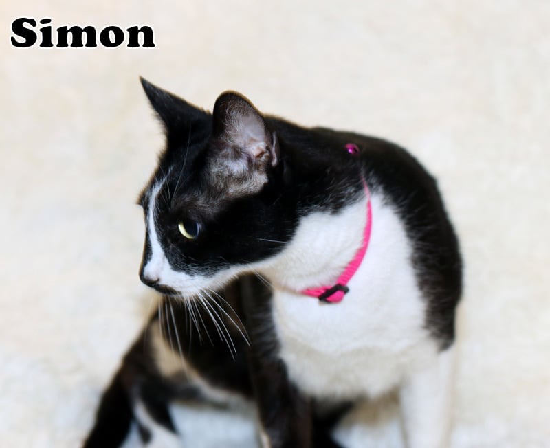 Simon photo 4