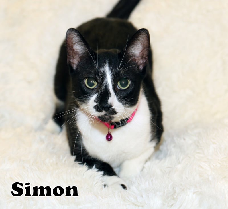 Simon photo 2