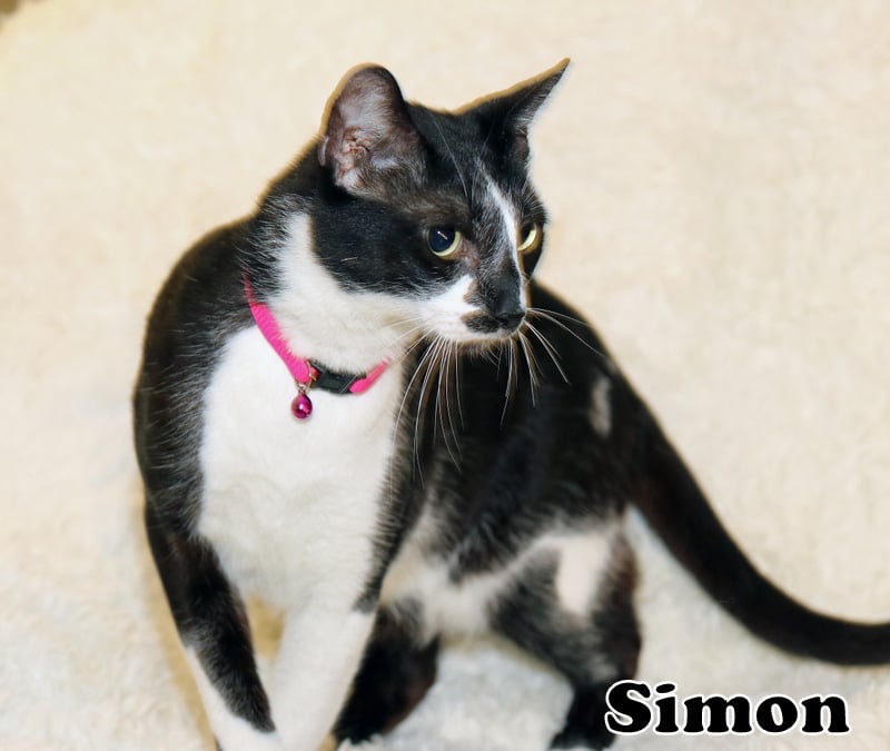 Simon, Adult Male American Shorthair
