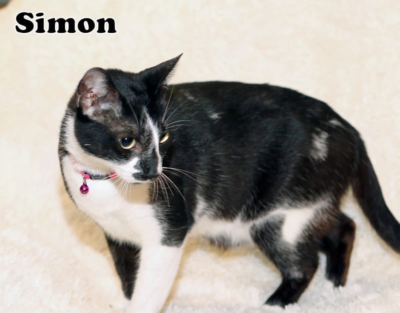 Simon photo 5