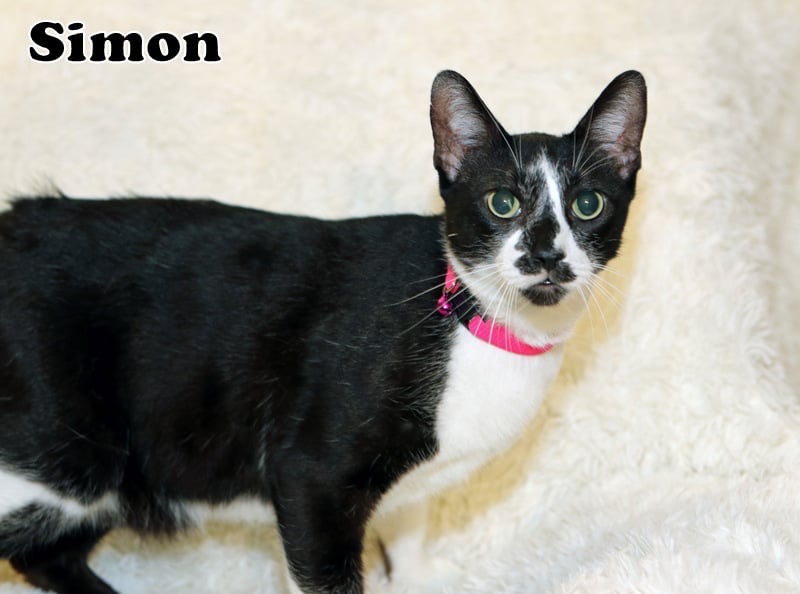 Simon photo 6