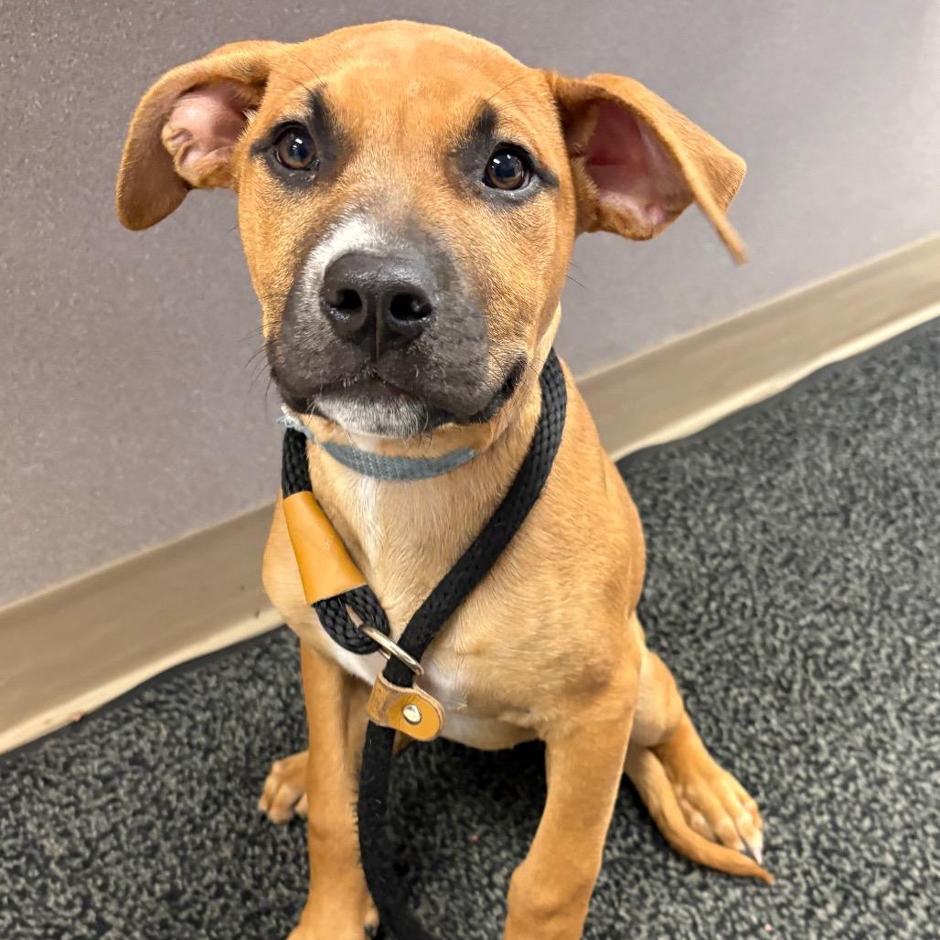 Enlarge Victor, a Adoptable Mixed Breed in St Joseph, MO image 2/2