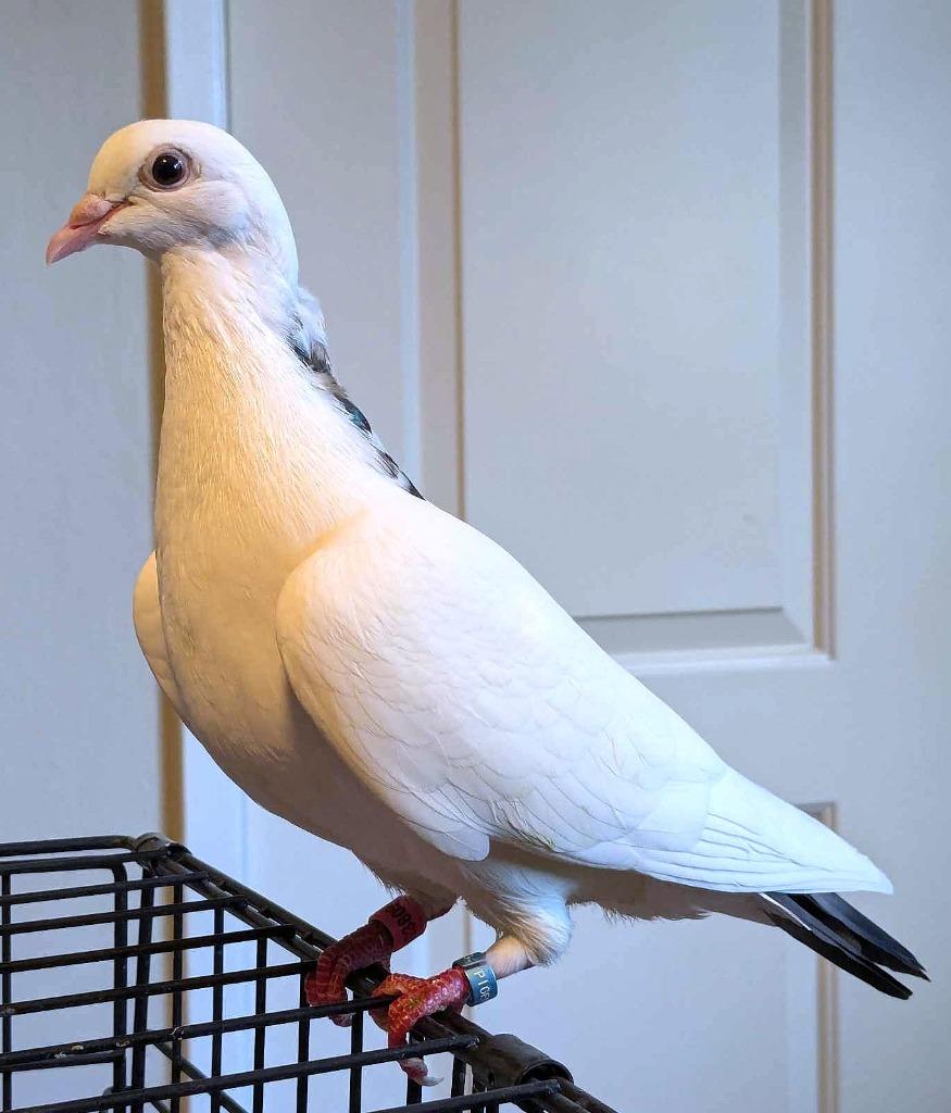 Enlarge Perky w/ Biggie Seed, a Adoptable Pigeon in San Francisco, CA image 1/1