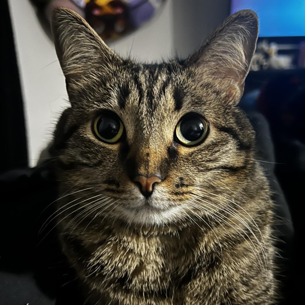 Enlarge Navi, a Adoptable Domestic Short Hair in Las Vegas, NV image 1/2