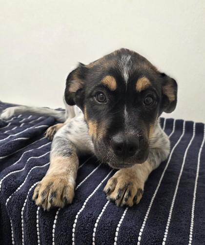 Enlarge Chris Redfield, a Adoptable mixed breed in Phoenix, AZ image 1/1