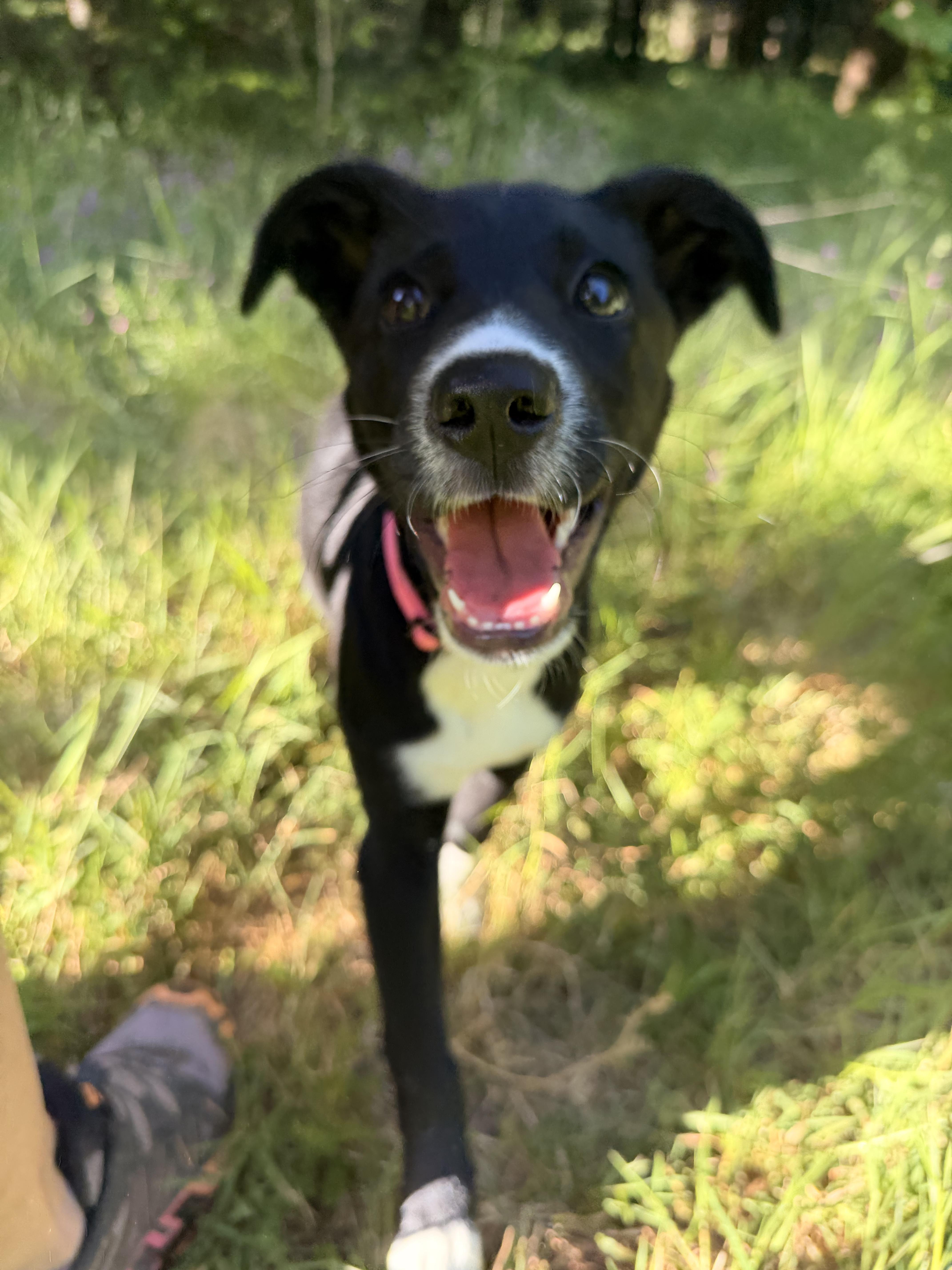 Stella, an adoptable mixed breed in Portland, OR image 5/5