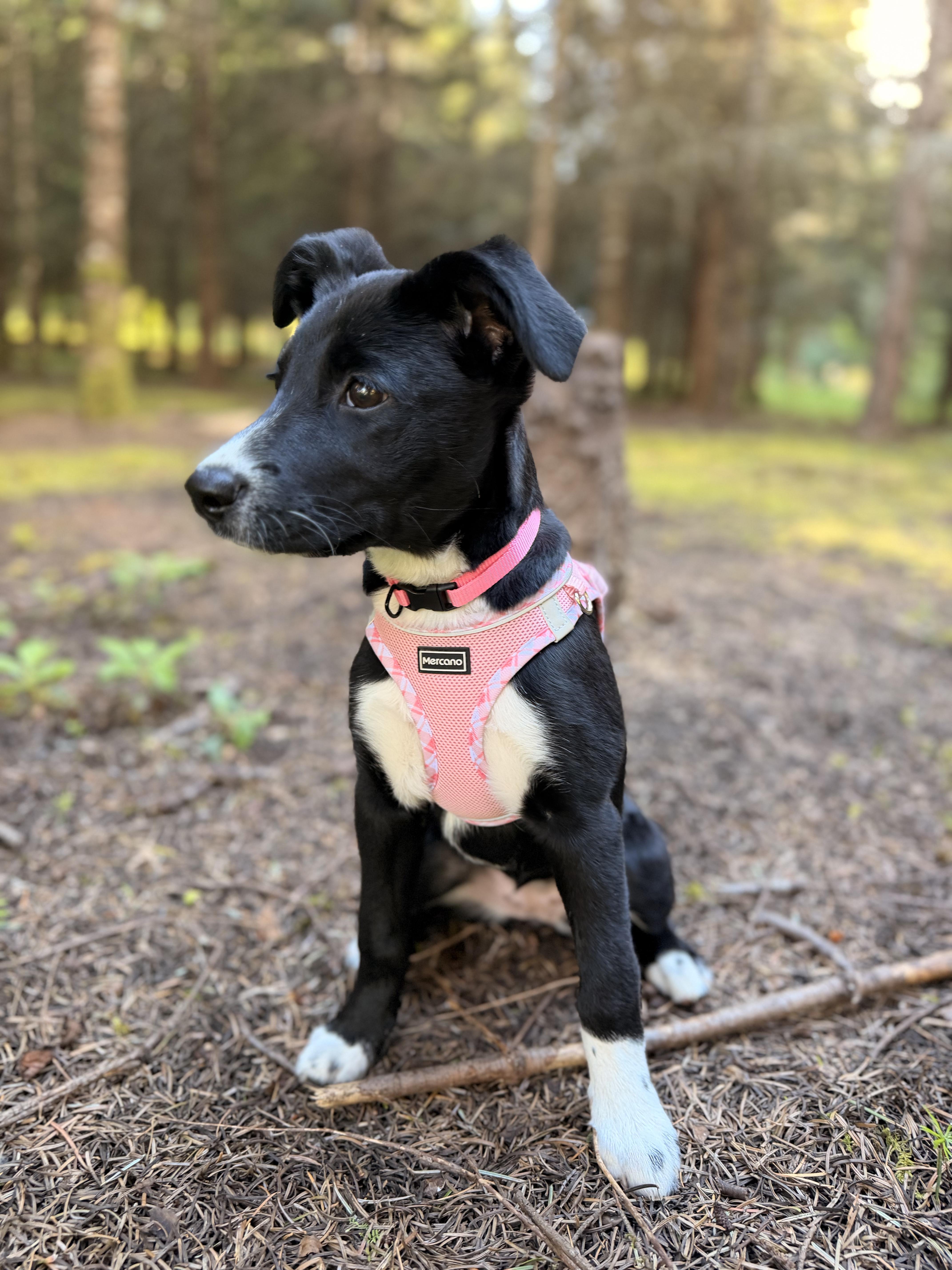 Stella, an adoptable mixed breed in Portland, OR image 2/5