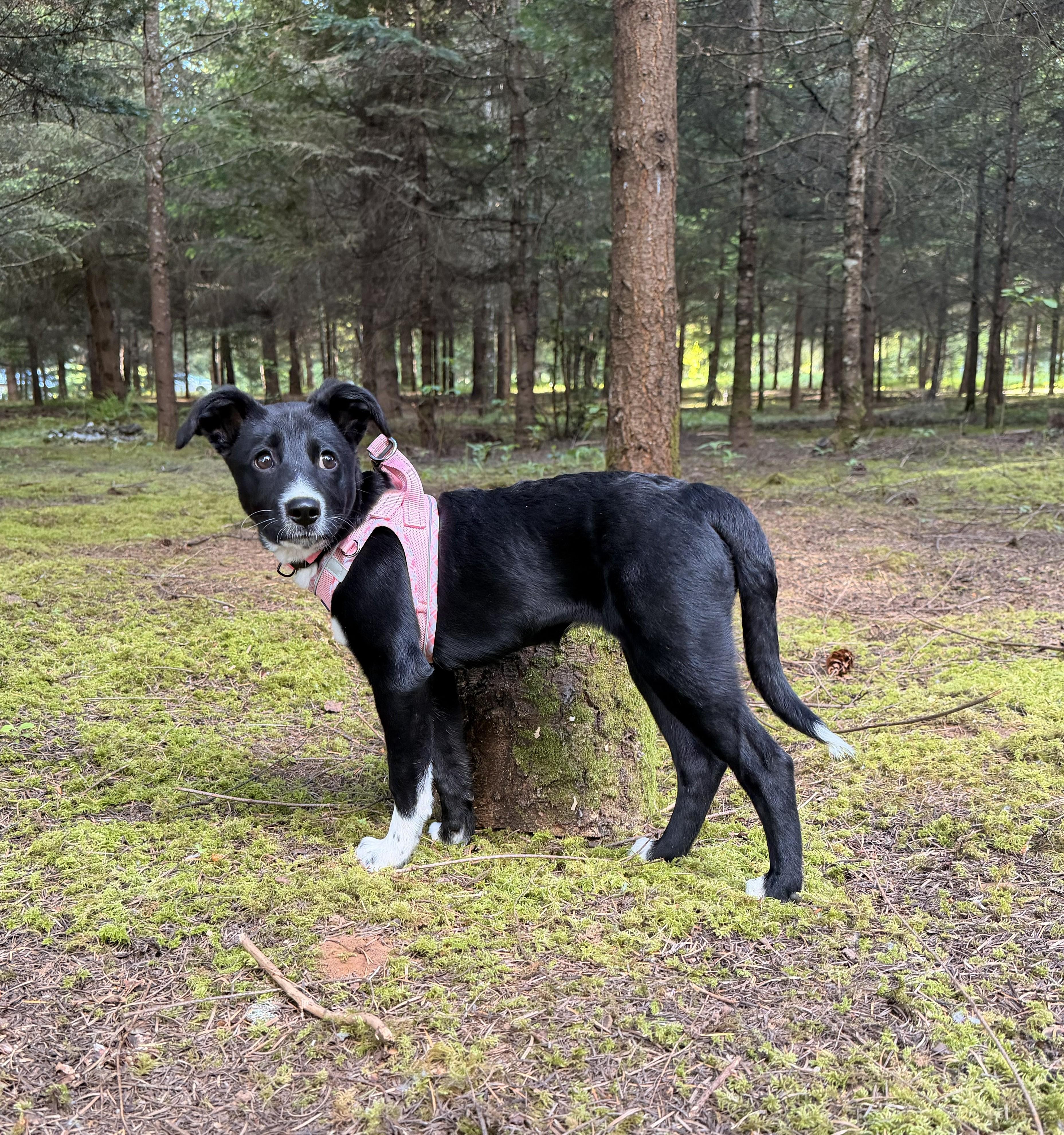 Stella, an adoptable mixed breed in Portland, OR image 4/5