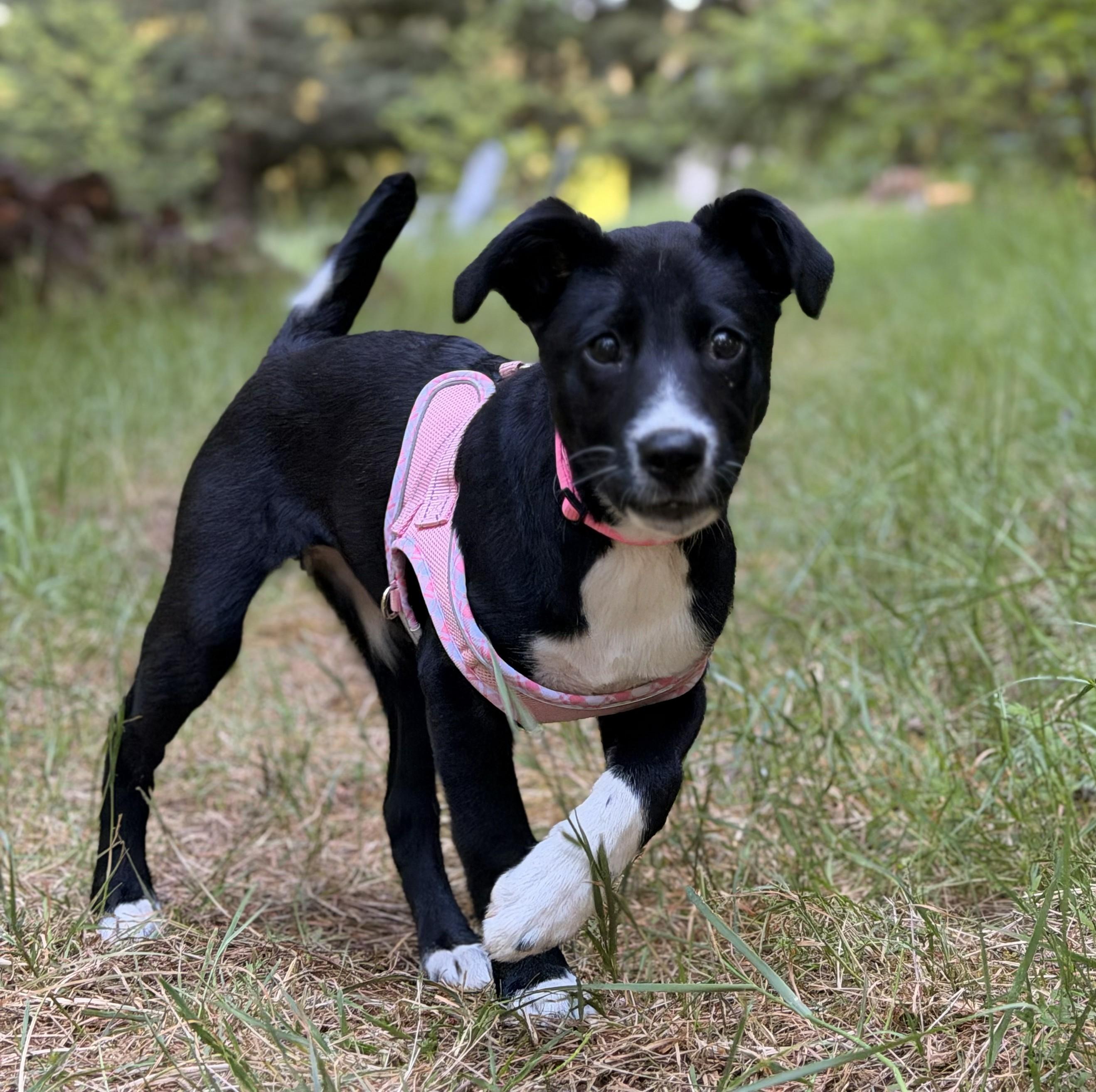 Stella, ADOPTABLE, Puppy Female Border Collie.